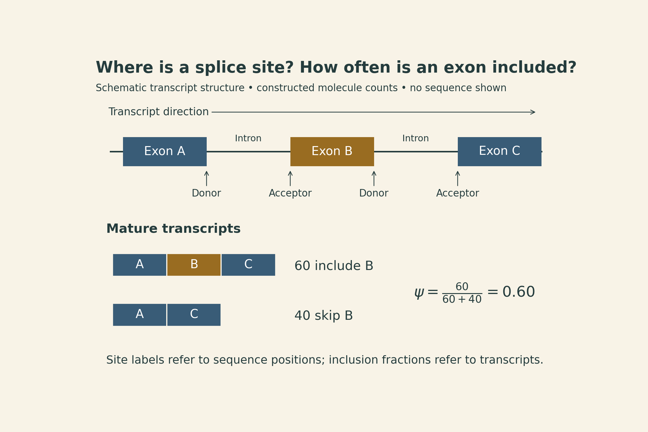 A schematic pre-mRNA has exons A, B, and C separated by introns, with donor and acceptor boundaries labeled in transcript orientation. Two mature transcript paths retain or skip exon B. An illustrative 60 included and 40 skipped molecules give psi 0.60. Site-label scores do not directly equal this inclusion fraction.
