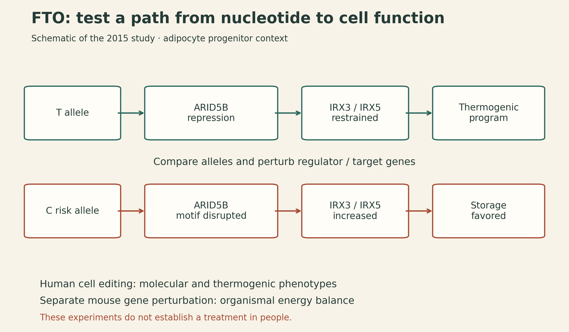 FTO mechanism in the 2015 study: rs1421085 T supports ARID5B repression; C disrupts the motif, increasing IRX3 and IRX5 and shifting adipocyte programs toward storage. Human cell editing and mouse gene perturbations provide distinct evidence.