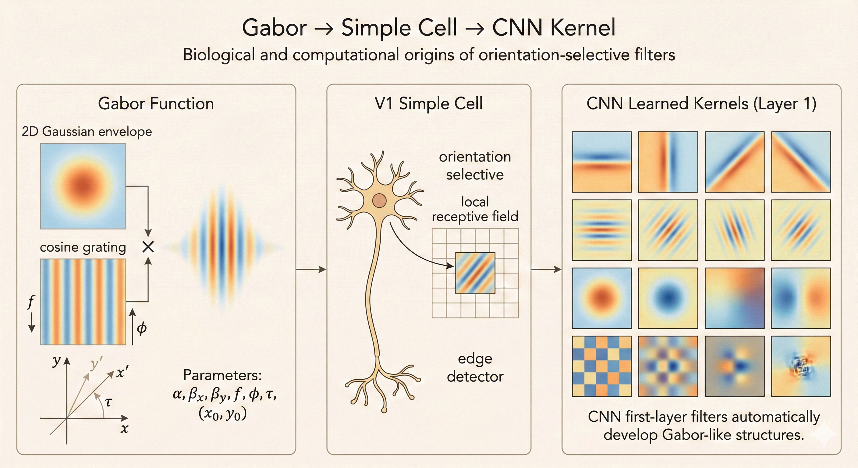 Gabor function and simple cells