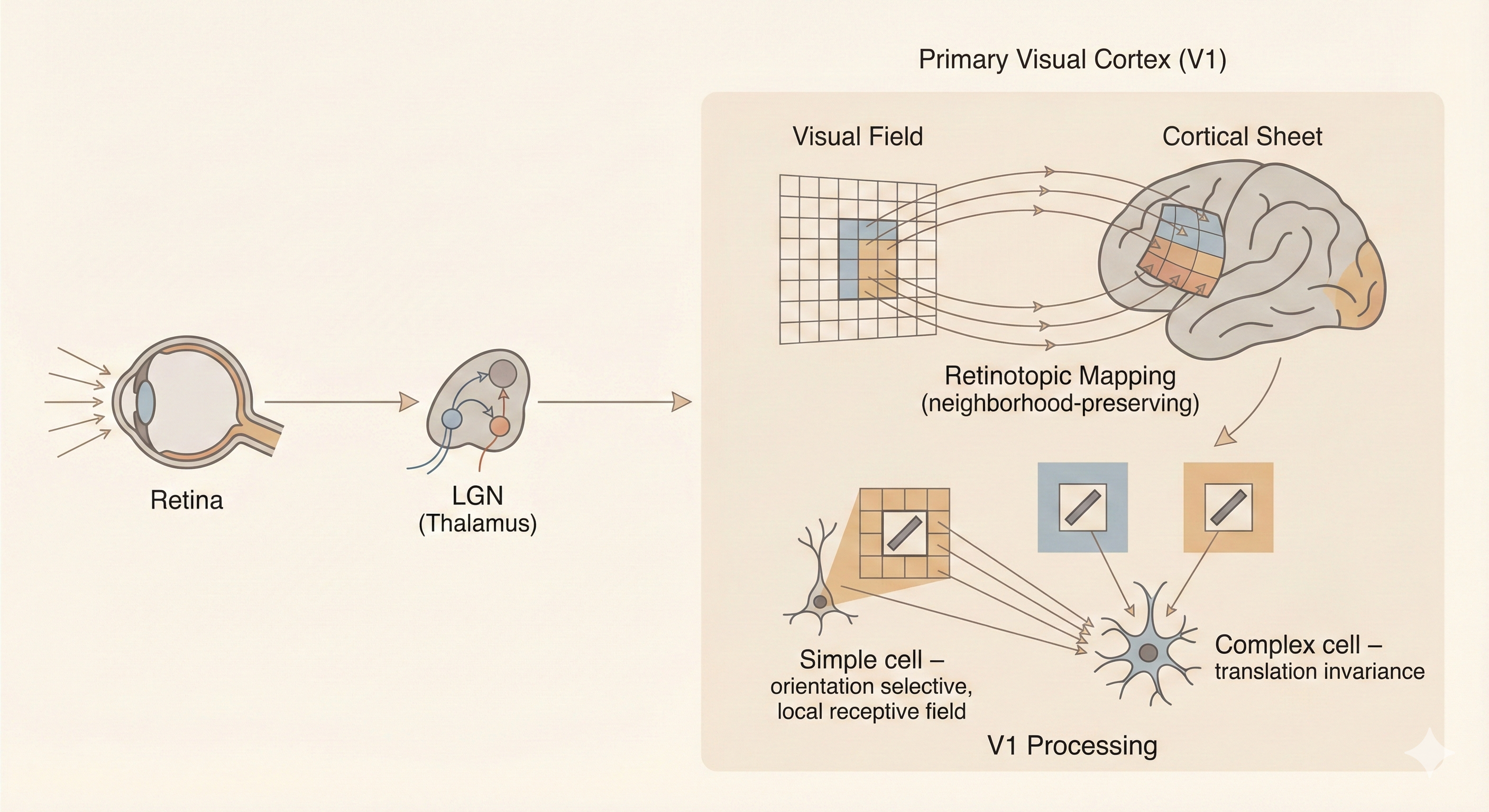 V1 visual cortex organization